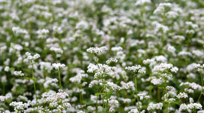 Hrişca (Fagopyrum esculentum) – beneficii și proprietăți