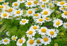 Spilcuța (Tanacetum parthenium) – beneficii și proprietăți