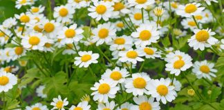 Spilcuța (Tanacetum parthenium) – beneficii și proprietăți