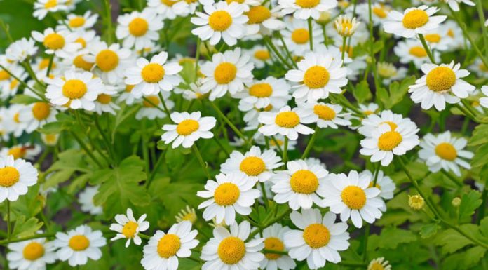 Spilcuța (Tanacetum parthenium) – beneficii și proprietăți