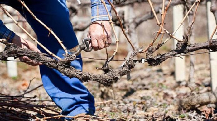 Agricultura pe înțelesul tuturor – Tăierile tehnologice la vie