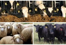APIA primește cereri inițiale anuale de solicitare a ajutorului de stat în sectorul creşterii animalelor pentru anul 2021