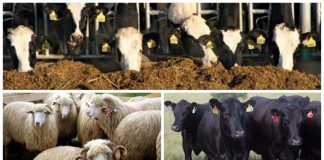 APIA primește cereri inițiale anuale de solicitare a ajutorului de stat în sectorul creşterii animalelor pentru anul 2021