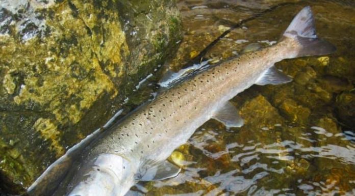 Râul Jiu, populat cu o tonă de crap