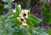Măselăriţa (Hyoscyamus niger) – beneficii și proprietăți
