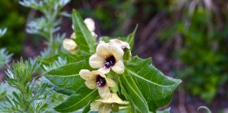 Măselăriţa (Hyoscyamus niger) – beneficii și proprietăți