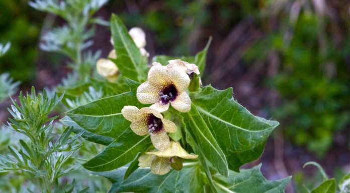 Măselăriţa (Hyoscyamus niger) – beneficii și proprietăți