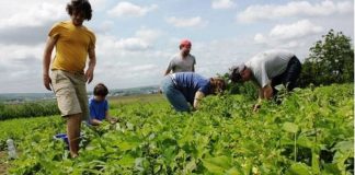 Pe final de an – Ofertă bogată de locuri de muncă pentru gorjeni în Portugalia şi Danemarca pentru culegători de mazăre