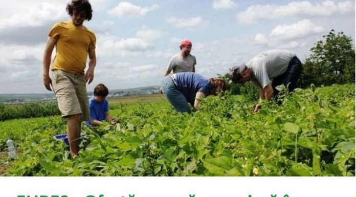 Pe final de an – Ofertă bogată de locuri de muncă pentru gorjeni în Portugalia şi Danemarca pentru culegători de mazăre