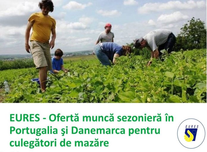 Pe final de an – Ofertă bogată de locuri de muncă pentru gorjeni în Portugalia şi Danemarca pentru culegători de mazăre