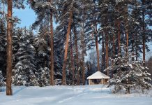 Pădurile, monitorizate cu sisteme video. Camere pe drumurile forestiere din Gorj