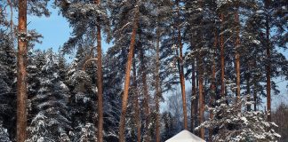 Pădurile, monitorizate cu sisteme video. Camere pe drumurile forestiere din Gorj