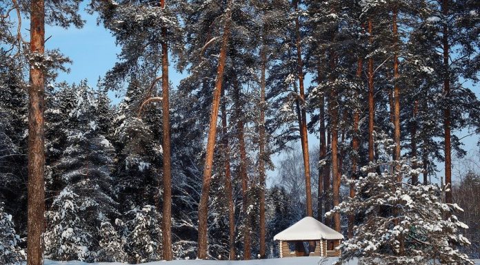 Pădurile, monitorizate cu sisteme video. Camere pe drumurile forestiere din Gorj