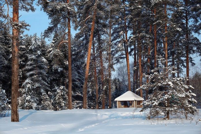 Pădurile, monitorizate cu sisteme video. Camere pe drumurile forestiere din Gorj