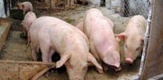 ANSVSA: Gorjul, locul doi pe țară la numărul focarelor active de pestă porcină!
