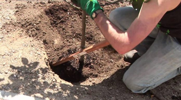 Agricultura pe înțelesul tuturor – E timpul să plantăm corect pomii fructiferi