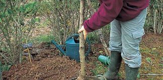 Agricultura pe înțelesul tuturor – E timpul să plantăm corect pomii fructiferi