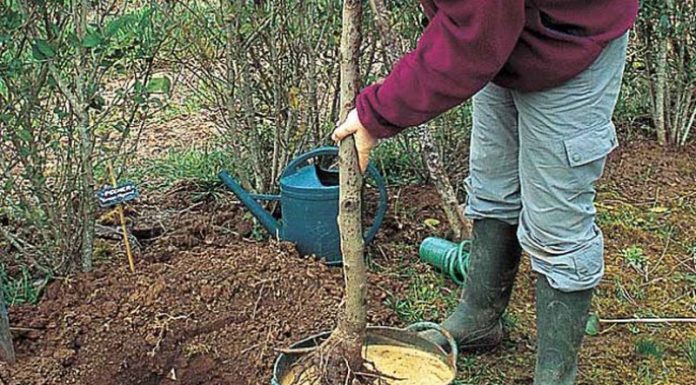 Agricultura pe înțelesul tuturor – E timpul să plantăm corect pomii fructiferi