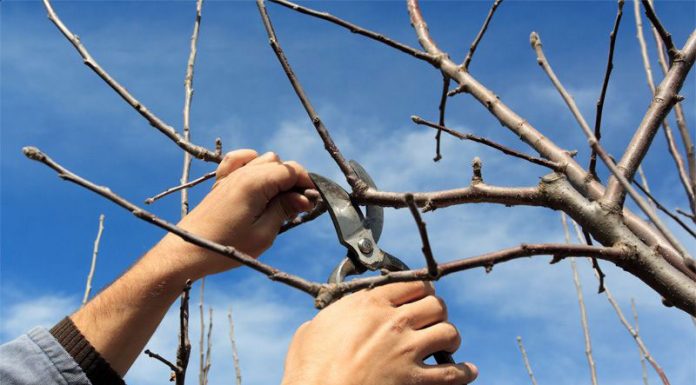 Agricultura pe înțelesul tuturor – Tăierile tehnologice la pomi și vie