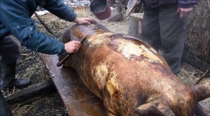 Recomandările DSVSA pentru gorjenii care sacrifică în gospodării porcii