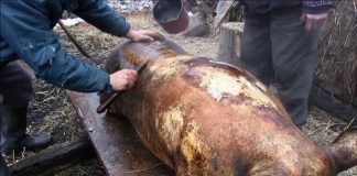 Circa 50.000 de porci se vor sacrifica în Gorj pentru masa de Crăciun