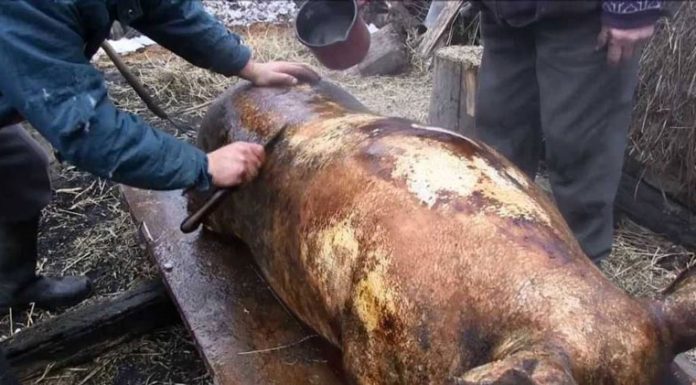 Circa 50.000 de porci se vor sacrifica în Gorj pentru masa de Crăciun