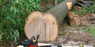 Prinși la furat de lemne