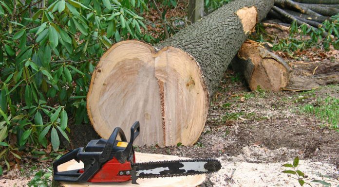 Prinși la furat de lemne