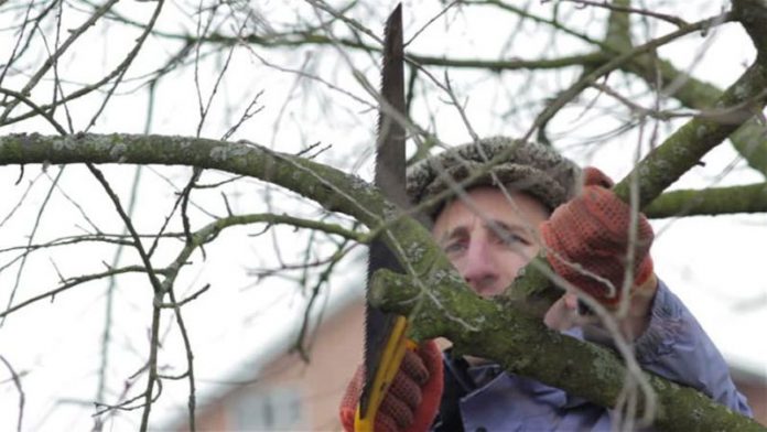 Agricultura pe înțelesul tuturor – Lucrări agricole în repausul vegetativ