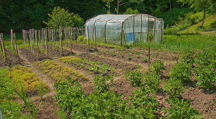 Agricultura pe înțelesul tuturor – Să ne protejăm ecologic grădina