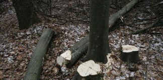 Dosar penal, după ce a tăiat ILEGAL patru arbori