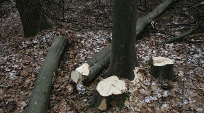 Dosar penal, după ce a tăiat ILEGAL patru arbori