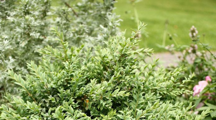 Cimișirul (Buxus sempervirens L.) – beneficii și proprietăți