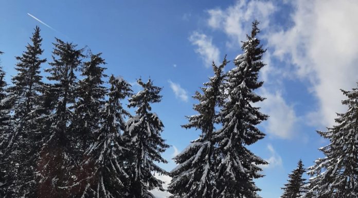 Turiștii din Rânca, întâmpinați de câinii vagabonzi