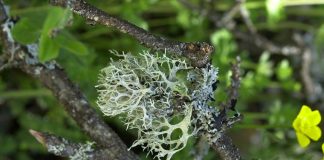 Lichenul de prun (Evernia prunastri) – beneficii și proprietăți