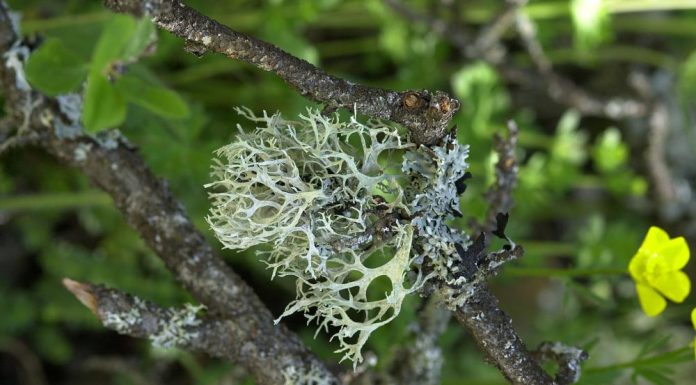 Lichenul de prun (Evernia prunastri) – beneficii și proprietăți