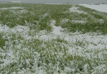 Agricultura pe înțelesul tuturor – Excesul de umiditate din toamnă – iarnă și protejarea culturilor