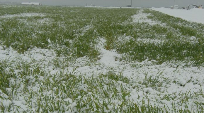 Agricultura pe înțelesul tuturor – Excesul de umiditate din toamnă – iarnă și protejarea culturilor