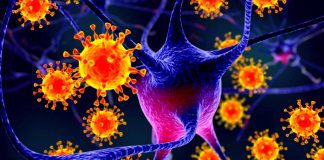 Nipah, virusul ce poate genera următoarea pandemie, are aceeaşi gazdă ca şi SARS-CoV-2