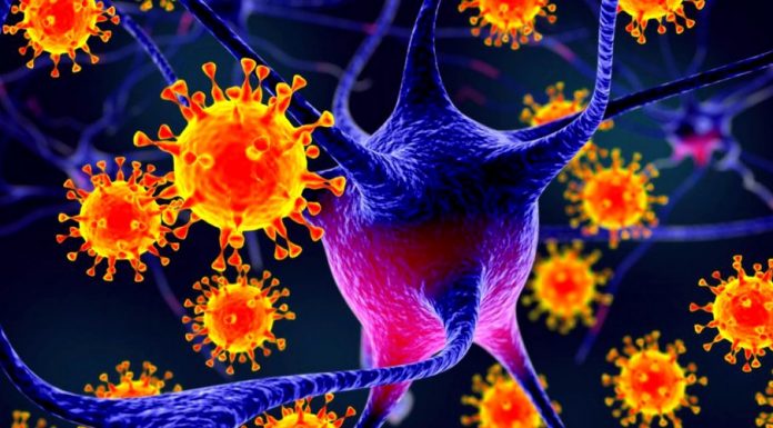 Nipah, virusul ce poate genera următoarea pandemie, are aceeaşi gazdă ca şi SARS-CoV-2