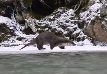 Vidră filmată făcând baie în Jiu