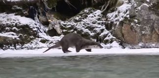 Vidră filmată făcând baie în Jiu