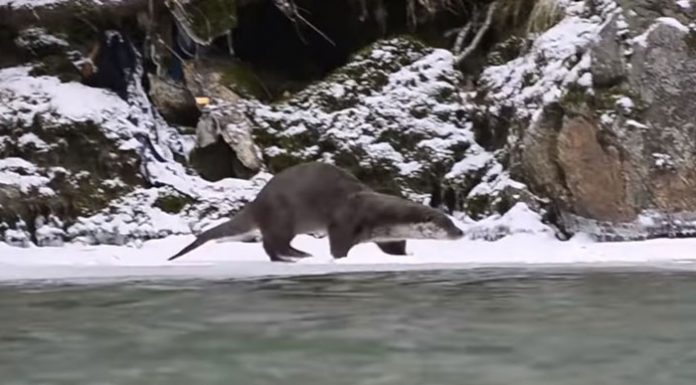 Vidră filmată făcând baie în Jiu