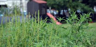 Amenzi majorate pentru cei care nu distrug ambrozia