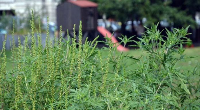 Amenzi majorate pentru cei care nu distrug ambrozia