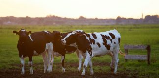 APIA primește cererile de plată pentru ajutorul de stat în sectorul creşterii animalelor