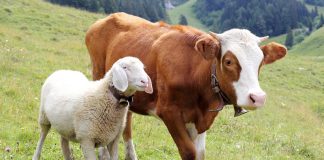 Focar de Bluetongue, într-o gospodărie din Bumbești-Pițic