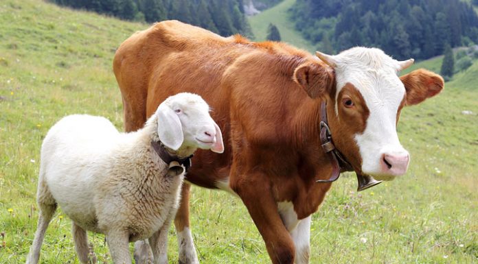 Focar de Bluetongue, într-o gospodărie din Bumbești-Pițic