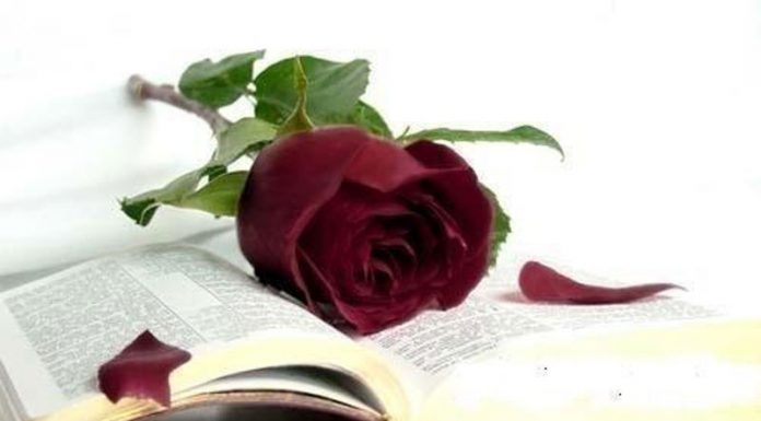 Din prea multă pasiune (II)