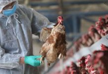 ANSVSA avertizează asupra riscului crescut de gripă aviară